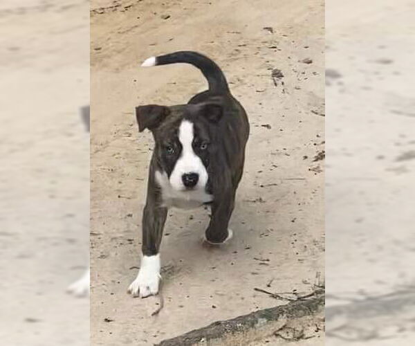 Medium Photo #12 American Pit Bull Terrier-Labrador Retriever Mix Puppy For Sale in Ridgefield, CT, USA
