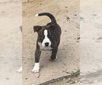 Small #11 American Pit Bull Terrier-Labrador Retriever Mix