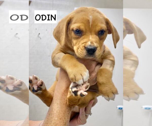 Medium Photo #1 Catahoula Leopard Dog-Labrador Retriever Mix Puppy For Sale in GILBERTS, IL, USA
