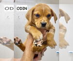 Small Catahoula Leopard Dog-Labrador Retriever Mix