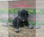 Puppy Dolly Australian Shepherd