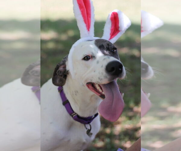 Medium Photo #7 Dalmatian-Great Dane Mix Puppy For Sale in Bullard, TX, USA