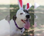 Small #6 Dalmatian-Great Dane Mix