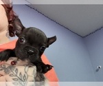 Small #4 Boston Terrier-Faux Frenchbo Bulldog Mix