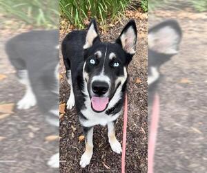 German Shepherd Dog-Siberian Husky Mix Dogs for adoption in Sacramento, CA, USA