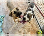 Small #5 Lab-Pointer