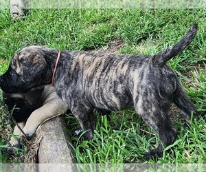 Mastiff Puppy for sale in OTTAWA, KS, USA