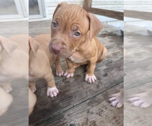 American Bully Puppy for sale in PANAMA CITY BEACH, FL, USA