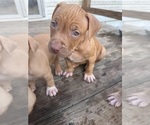Small American Bully