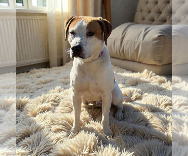 Medium Photo #3 Mutt Puppy For Sale in Glen Allen, VA, USA