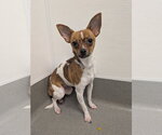 Small #1 Taco Terrier