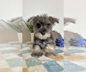 Schnauzer (Miniature) Puppy for sale in INDIANAPOLIS, IN, USA