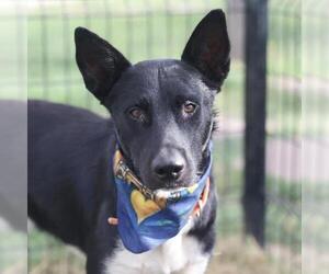 Labrador Retriever-Unknown Mix Dogs for adoption in San Antonio, TX, USA