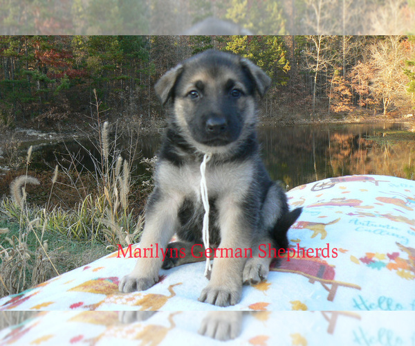 Medium Photo #5 German Shepherd Dog Puppy For Sale in PIEDMONT, MO, USA