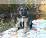 Small #4 German Shepherd Dog