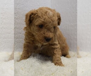 Goldendoodle (Miniature) Puppy for sale in SALVISA, KY, USA