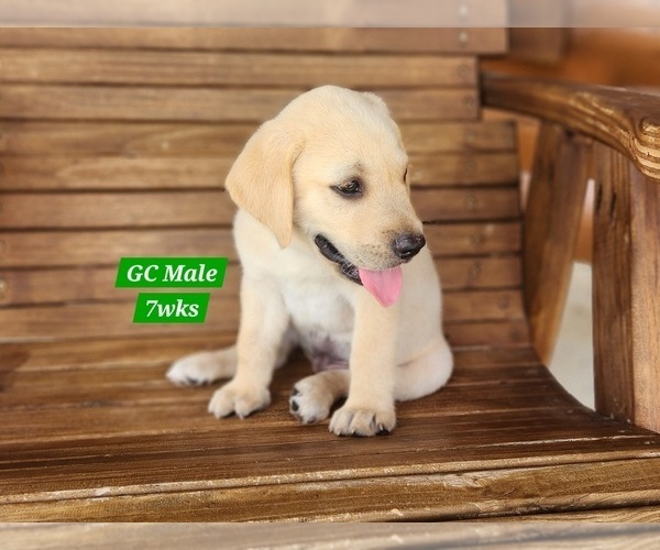 Medium Photo #6 Labrador Retriever Puppy For Sale in EDGEWOOD, TX, USA