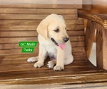 Small #5 Labrador Retriever