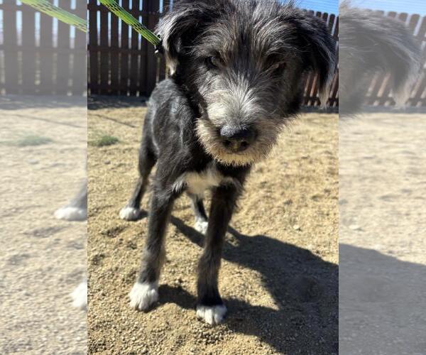 Medium Photo #4 Border Terrier-Schnauzer (Giant) Mix Puppy For Sale in Incline Village, NV, USA