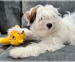 Small #7 Maltipoo