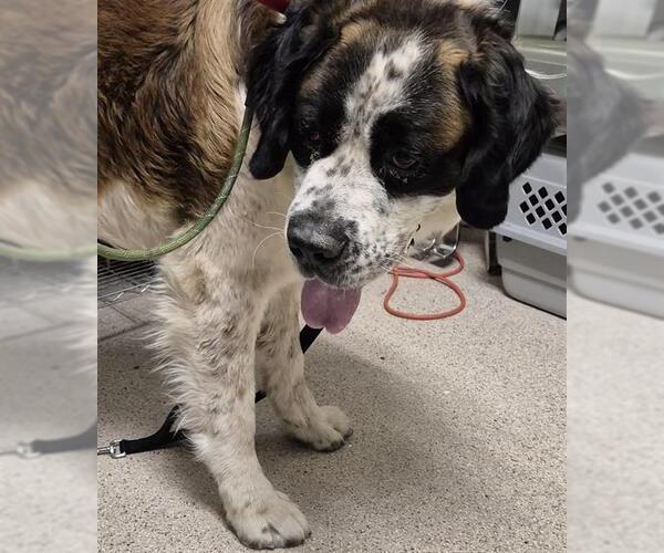 Medium Photo #1 Saint Bernard Puppy For Sale in Bakersfield, CA, USA
