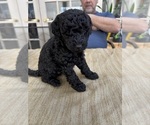 Small Photo #17 Poodle (Miniature) Puppy For Sale in EAST AMHERST, NY, USA