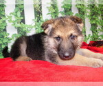Small #4 German Shepherd Dog