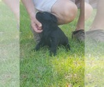 Small Photo #9 Labradoodle Puppy For Sale in OZARK, AL, USA