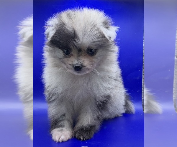 Medium Photo #1 Pomeranian Puppy For Sale in PORTLAND, ME, USA