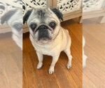 Small #6 Pug