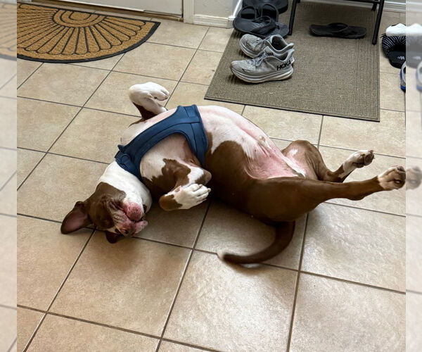 Medium Photo #8 Bull-Boxer Puppy For Sale in Chandler, AZ, USA