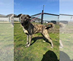 Mutt Dogs for adoption in Evansville, IN, USA