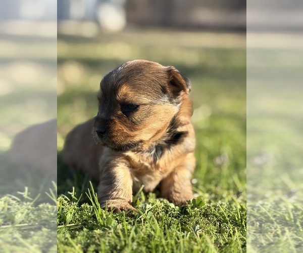 Medium Photo #1 Yorkshire Terrier Puppy For Sale in HILLSBORO, TX, USA