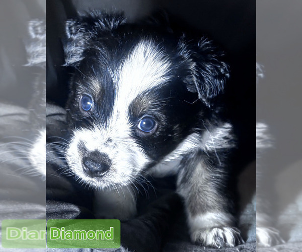 Medium Photo #18 Border-Aussie Puppy For Sale in ROY, UT, USA