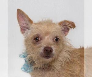 Fox Terrier (Toy) Dogs for adoption in Santa Maria, CA, USA