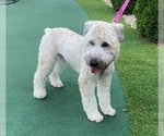 Small Photo #1 Soft Coated Wheaten Terrier Puppy For Sale in WARRENVILLE, IL, USA