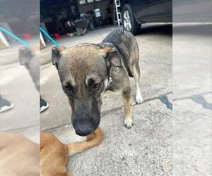 German Shepherd Dog-Unknown Mix Dogs for adoption in Houston, TX, USA