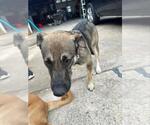Small German Shepherd Dog Mix