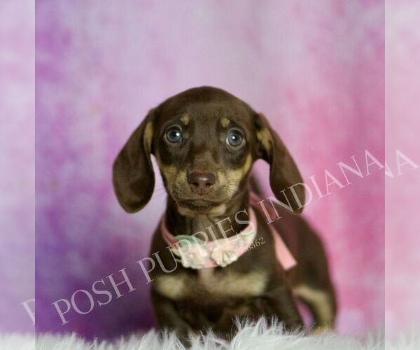Medium Photo #1 Dachshund Puppy For Sale in WARSAW, IN, USA