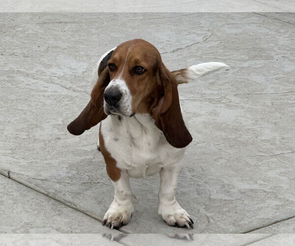 Medium Photo #3 Basset Hound Puppy For Sale in Petaluma, CA, USA