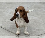 Small #2 Basset Hound