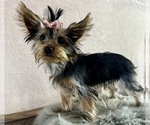 Small #6 Yorkshire Terrier