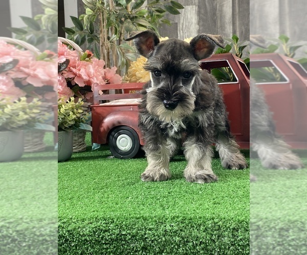 Medium Photo #4 Schnauzer (Miniature) Puppy For Sale in CANOGA, NY, USA