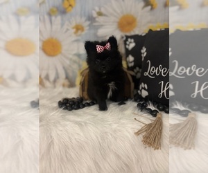 Pomeranian Puppy for sale in RIPLEY, MS, USA
