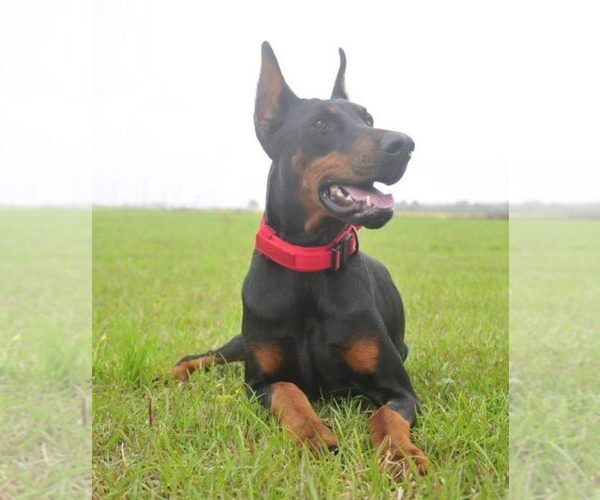 Medium Photo #31 Doberman Pinscher Puppy For Sale in FORT LAUDERDALE, FL, USA
