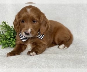 Goldendoodle (Miniature) Puppy for sale in EAST EARL, PA, USA