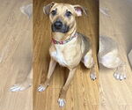 Small #4 Black Mouth Cur