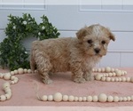 Small Photo #2 Maltipoo Puppy For Sale in HOLMESVILLE, OH, USA