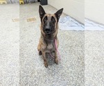 Small #11 Mutt