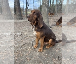Father of the Bloodhound puppies born on 04/04/2025